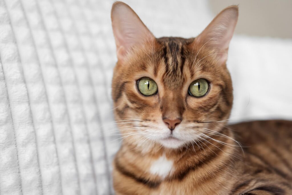 бенгальська кішка