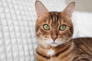 бенгальська кішка