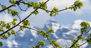 яке сьогодні свято 20 березня весняний пейзаж природа