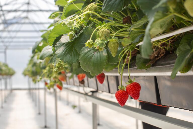 вертикальна грядка