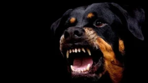 Ротвейлер виконує команди на майданчику