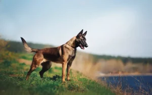 Малінуа виконує команду на майданчику