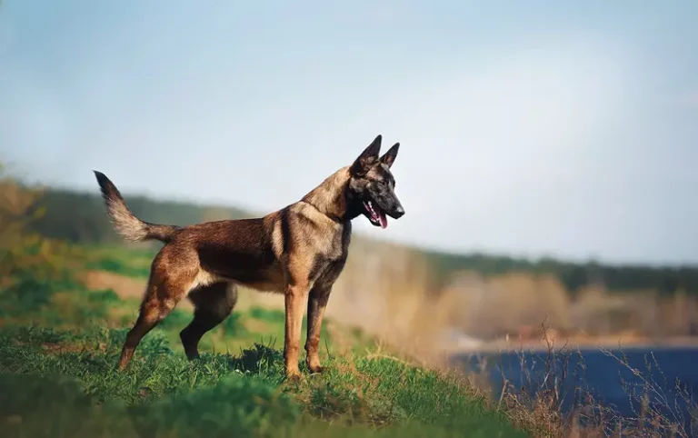 Малінуа виконує команду на майданчику