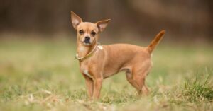 Маленька собака чихуахуа