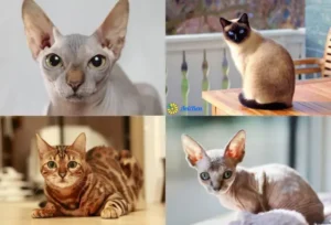 Безшерстий кіт