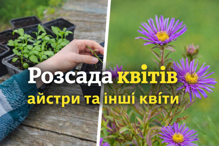 Розсада квітів та айстри на клумбі після вирощування