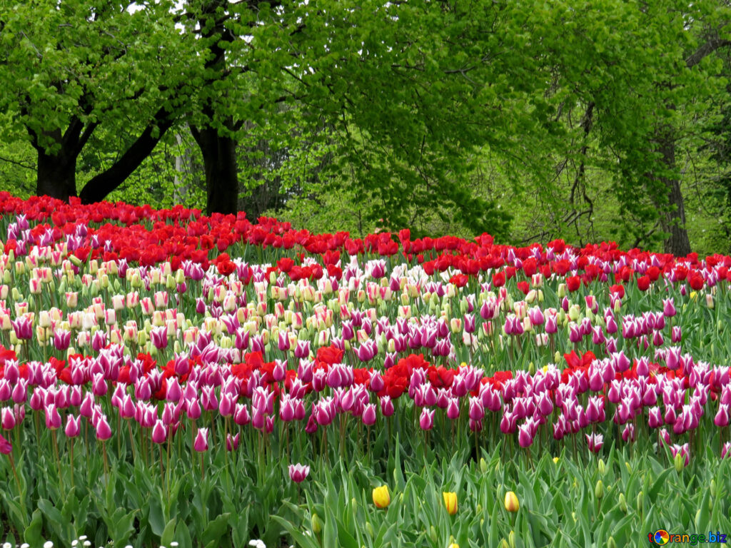 Квітковий сад подвір’я