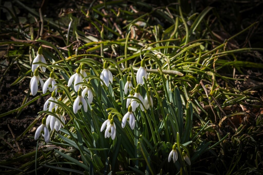 яке сьогодні свято 17 березня весняний пейзаж природа