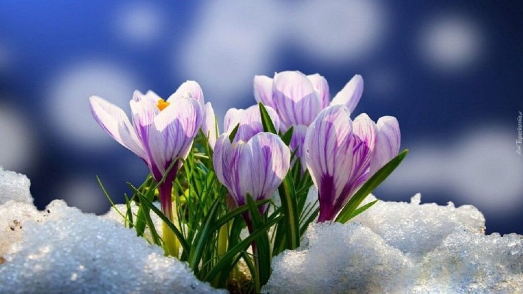 яке сьогодні свято 26 березня весняний пейзаж природа