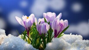 яке сьогодні свято 26 березня весняний пейзаж природа