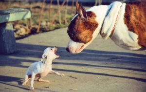 Агресивний пес