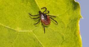 кліщ у траві навесні