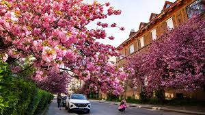 Ужгород сакури цвітіння