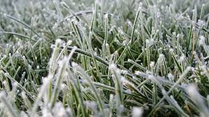 іній на траві весняні заморозки