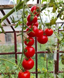 шторм у марокко теплиці томати